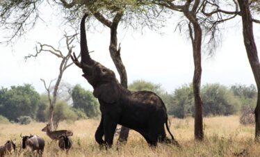 3 Day Safari Trip