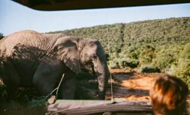 4 Day Safari Trip