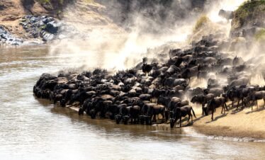 8 Days Wildebeest Migration