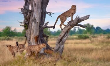 9 Days Safari Trip