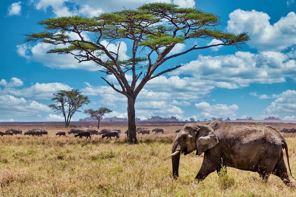 closeup-shot-cute-elephant-walking-dry-grass-wilderness_181624-25714