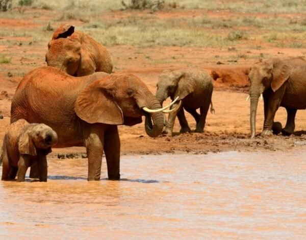 elephant-national-park-kenya-africa (1) (1) (1) (1) (1) (1)