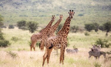 2 Days Trip Safari