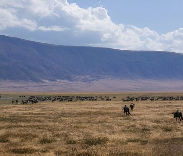 ngorongoro (1) (1)